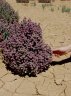 Tecticornia verrucosa-9.jpg